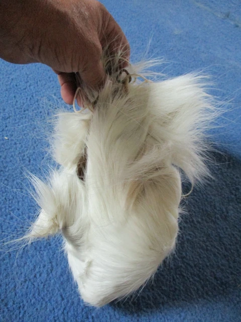 trophy whitetail deer scrotum real Ball bag oddity nutsack gag gift art HUGE P5