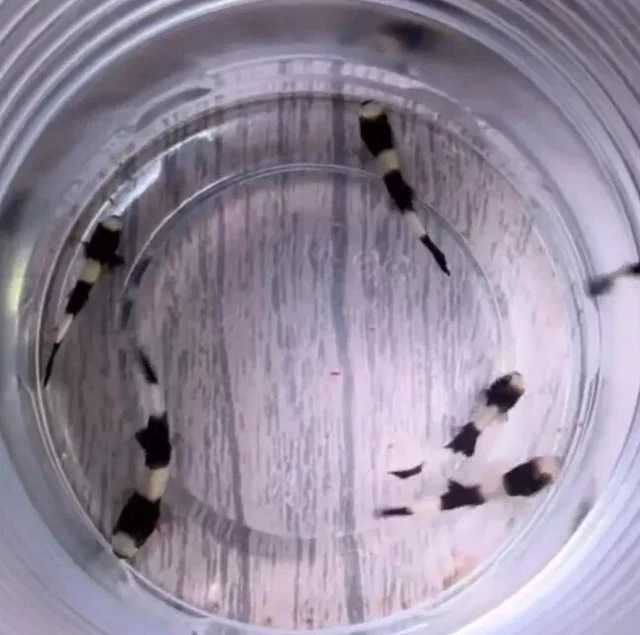 Live Panda Loach (Pack of 3 Rare Nano Freshwater Aquarium Fish) *PLS READ DESCR*