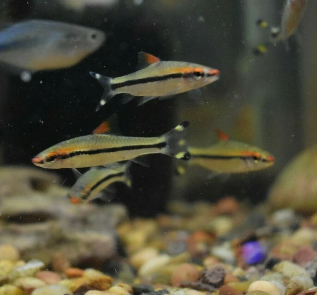 Live 2.5-3" Denison Barb Roseline Shrk (Pack of 3 Aquarium Fish) *PLS READ DESC* 2