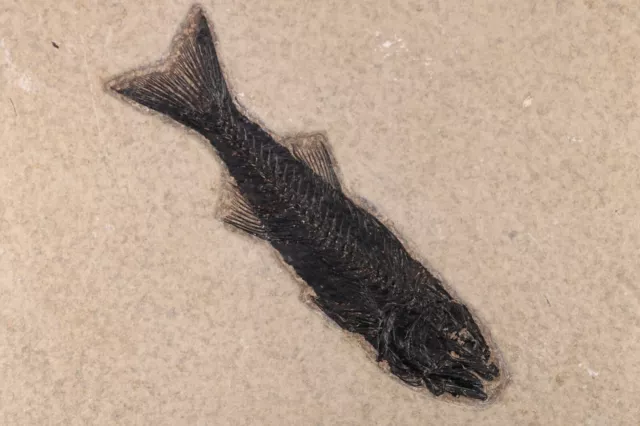 Fossil Fish Nice 5.1" Dark Mioplosus Green River Formation Wyoming WY COA 10666