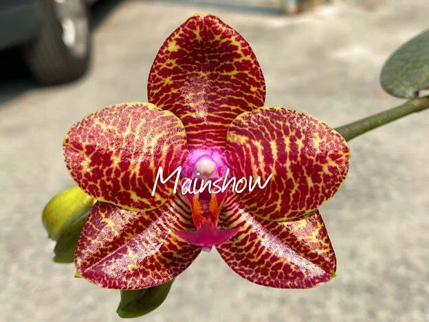 QMM061: Phal. Miro Gold Mosla 'MS'
