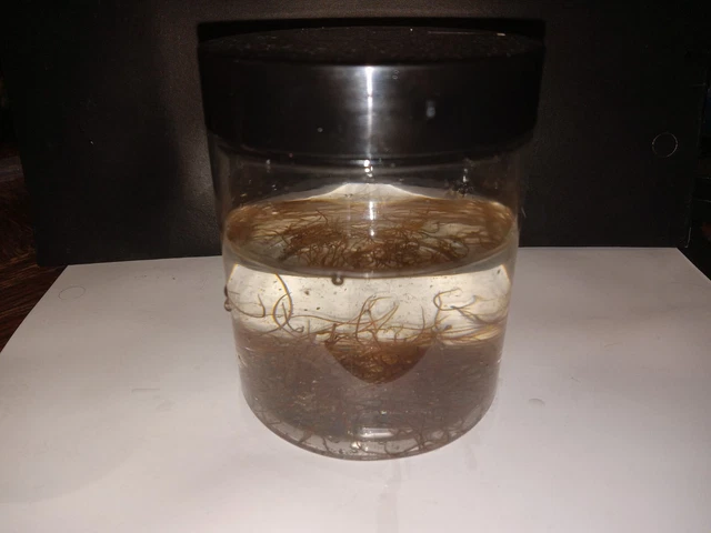 50+ BlackWorm starter clean indoor culture-Healthy live food LIMMITED SUPPLY