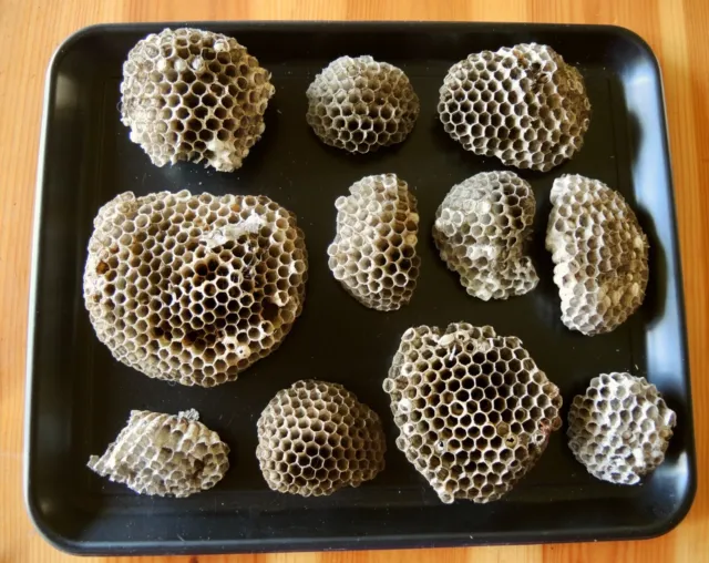 Lot of 11 Paper Wasp Nests