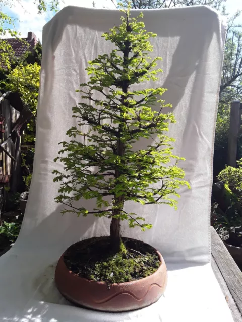 Bonsai Mammutbaum- Metasequoia
