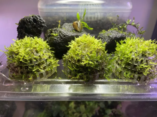 Mousse aquarium CHRISMAS MOSS