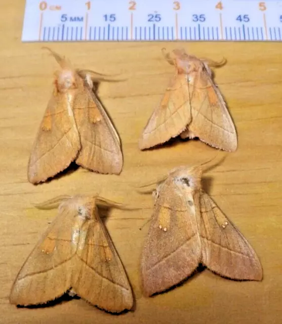 4X White-Dotted Prominent Moths Nadata gibbosa Notodontidae East Central IL H110