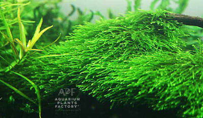 Java Moss Vesicularia Golf Ball Aquarium APF® Live Aquatic Plants BUY2GET1FREE*