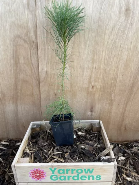 Chinese White Pine Tree | Pinus armandii Sapling | 9cm Pot