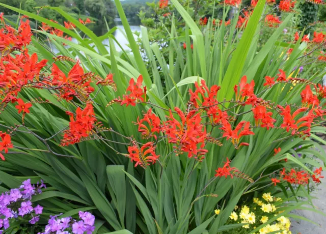 10x Crocosmia Red King Summer Flowering Bulbs Garden Perennial Hardy Montbretia