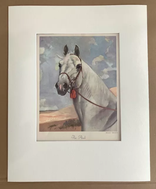 Vintage Wesley Dennis Horse Print in 16x20 Mat, Ready to Frame, "The Arab"