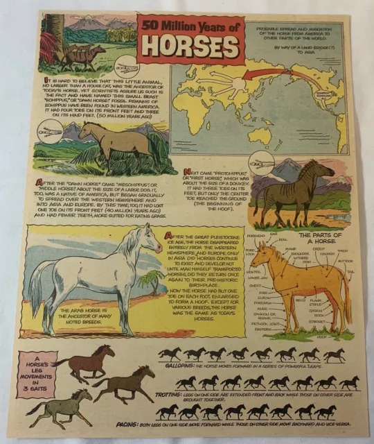 1956 cartoon page ~ 50 MILLION YEARS OF HORSES