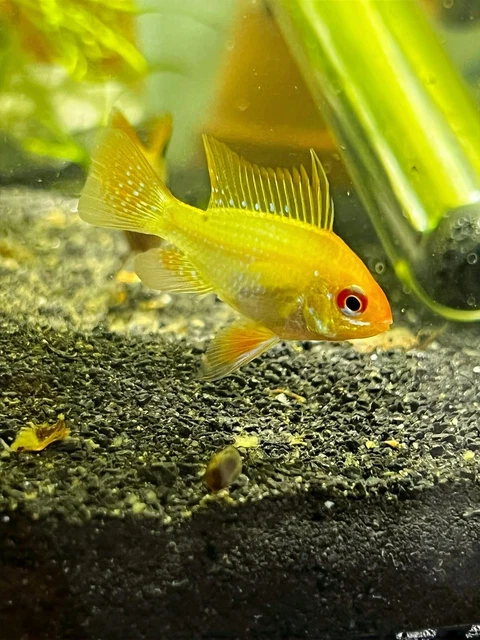 2 Golden Rams (Pair) (Juveniles) USA BRED!