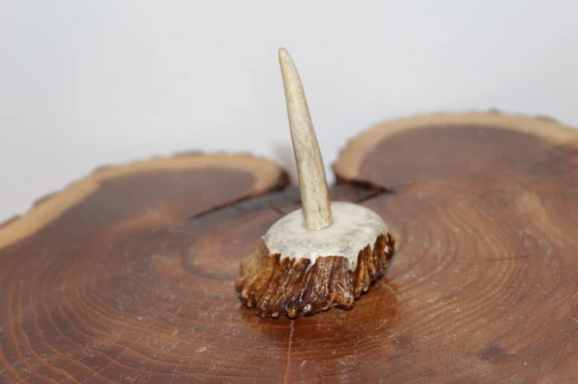 Custom Made  Moose Burr Turkey Wing Bone or Trumpet Call Display Stand