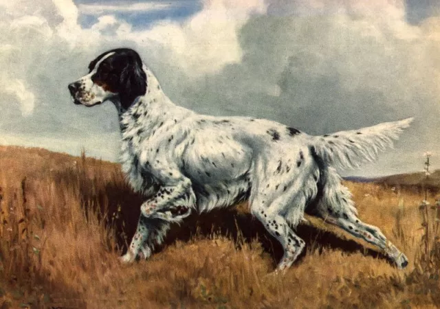 English Setter - CUSTOM MATTED - Dog Art Print - Megargee