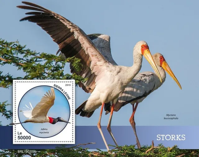 STORKS 1v-Value MNH Water Birds/Bird Stamp Sheet #616 (2019 Sierra Leone)