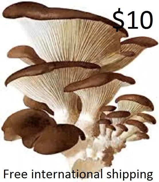 Winter Oyster mushroom pleurotus ostreatus Mycelium 10000+fresh seeds Spores $10