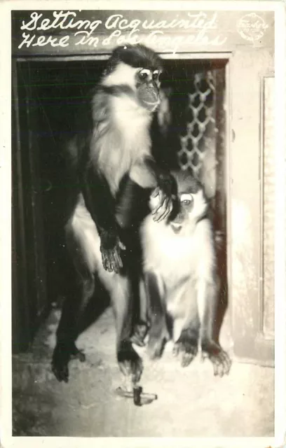 Postcard RPPC 1940s California Los Angeles Zoo Monkeys Frasher 23-13267