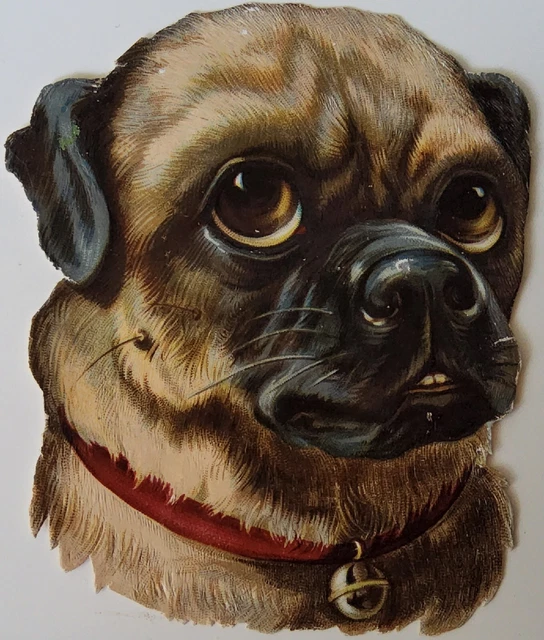 LOVELY EMBOSSED VICTORIAN SCRAP OF A PUG DOG  10 x 8 cm 1880's ALBUM