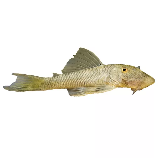 1  Small Rubber Lip Pleco - Tank Raised Algae Eater (Hardy
