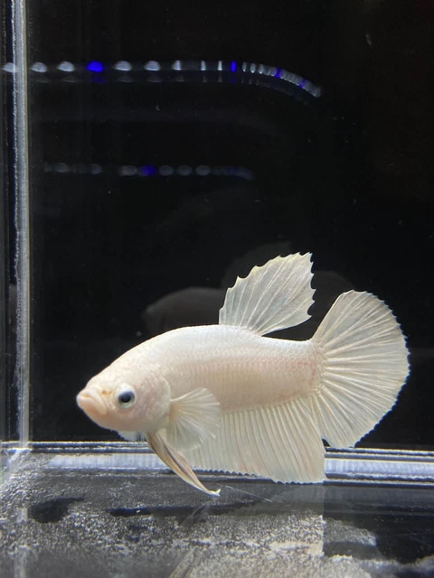 Live Betta Fish Male Halfmoon Plakat White Platinum USA SELLER M735