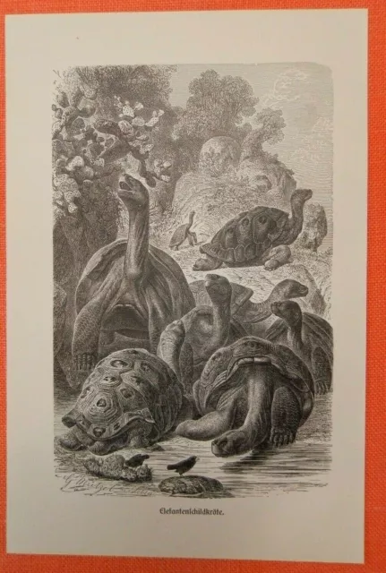 Galápagos Riesenschildkröte Chelonoidis nigra  Elefantenschildkröte Stich 1892