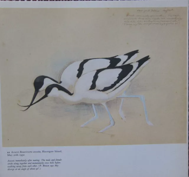 Beau Vintage Oiseau Imprimé ~ Avocet Mâle & Femelle~Tunnicliffe