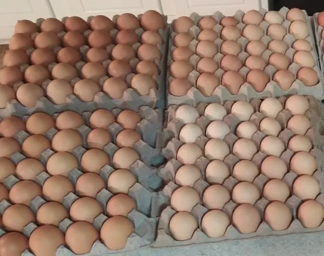 12 chicken hatching eggs +8 free eggs Ameraucana, leghorns,Australorps, brahma+