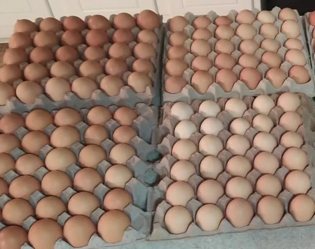 12 chicken hatching eggs, barnyard , Amerauca, leghorn, Black Australorp, brahma