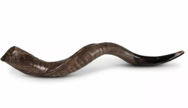 100% Natural 50-60 cm KOSHER SHOFAR HORN Yeninite Kudu Gift Israel Genuine Gift