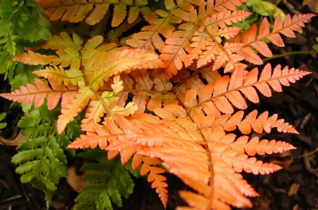 Brilliance Autumn Fern - Dryopteris erythrosora - Quart Pot