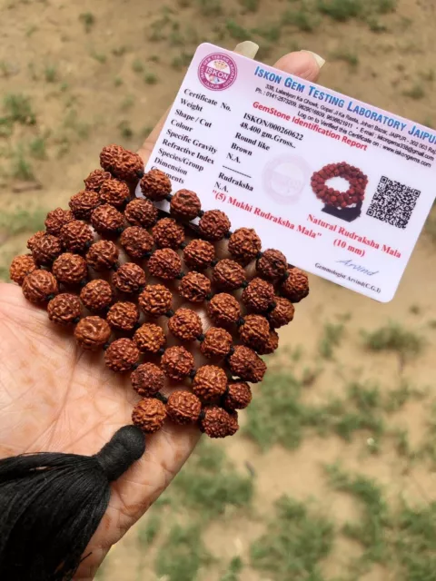 LABORATOIRE CERTIFIÉ 5 Mukhi RUDRAKSHA Rudraksh Mala ROSAIRE 108+1 Grosses...