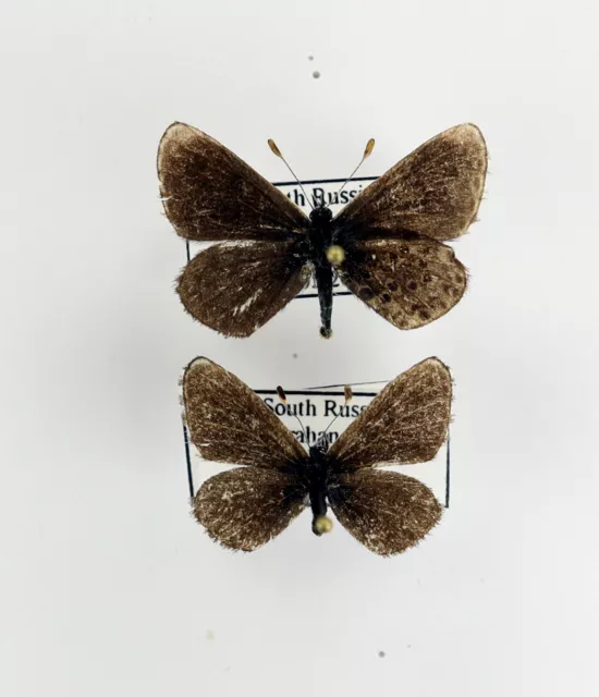 Praephilotes anthracias pair  (A-)    (Lycaenidae)