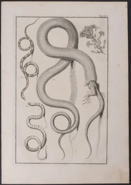 Seba - Snake eating a Lizard. 17, 1765 Curiosities Original Folio Engraving