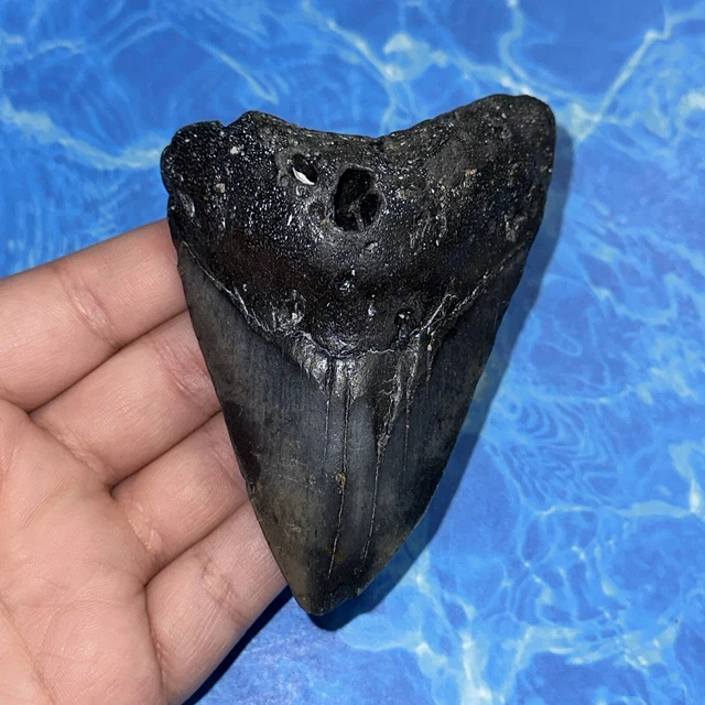 Megalodon Shark Tooth 3.88” Huge Teeth Big Meg Scuba Diver Direct Fossil Nc 8110