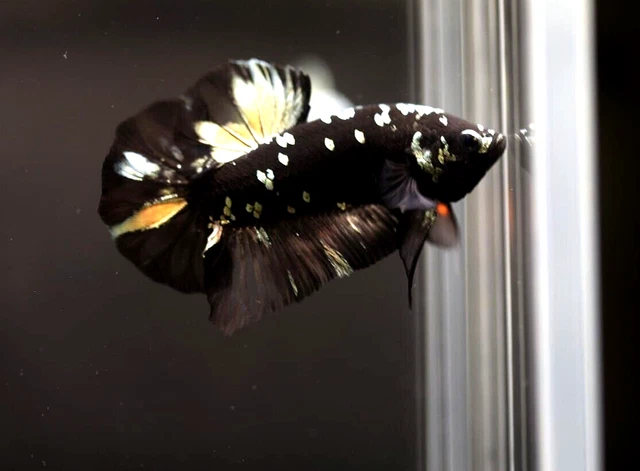 Live Betta Fish Male HMPK Avatar Black Copper #VJ37 (Seller Kece)