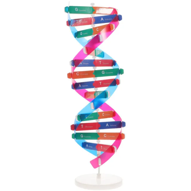 Modelo de ADN infantil doble hélice - Juguete de biología