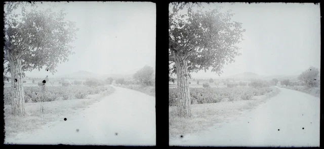 FRANCE Landscape Tree c1930 Photo NEGATIVE Glass Plate Vintage V24L8n