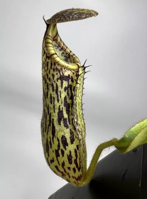Nepenthes Stenophylla Carnivorous Pitcher Plant Seed Grown