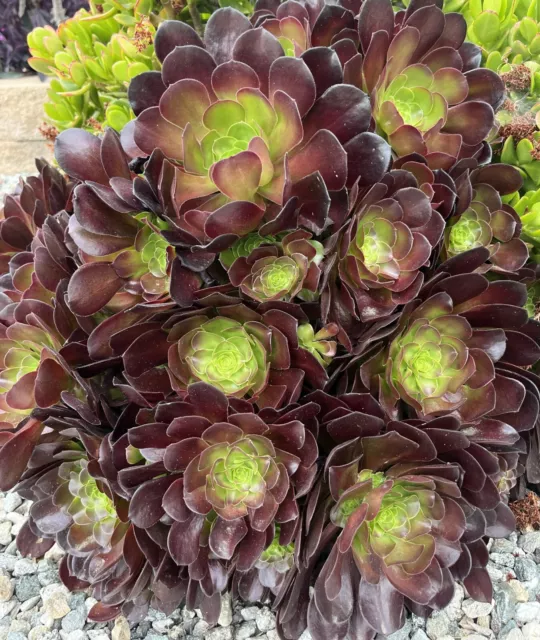 5 Cuttings Black Rose Aeonium Arboreum Zwartkop Succulent cactus Plants gift