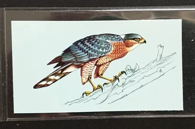Tetley (Tea Card)-British Birds 1970-#28-Sparrowhawk (Male)