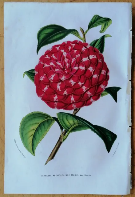 Camellia Archduchesse Marie - Van Houtte Flore de Serres Botanical Print - 1852