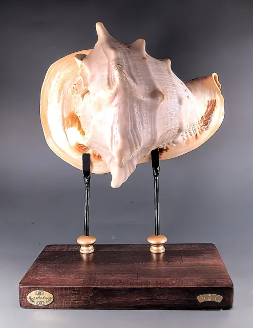 Conchiglia gigante 26cm su Base artistica in Legno firmata