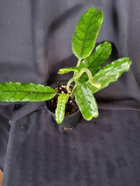 Hoya globulosa  - established - 2 plants in pot