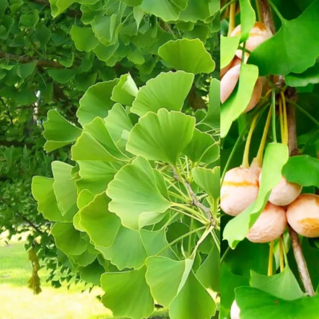 3 SEMI ☘️GINKGO BILOBA☘️pianta di gimnosperma reliquia☘️2023