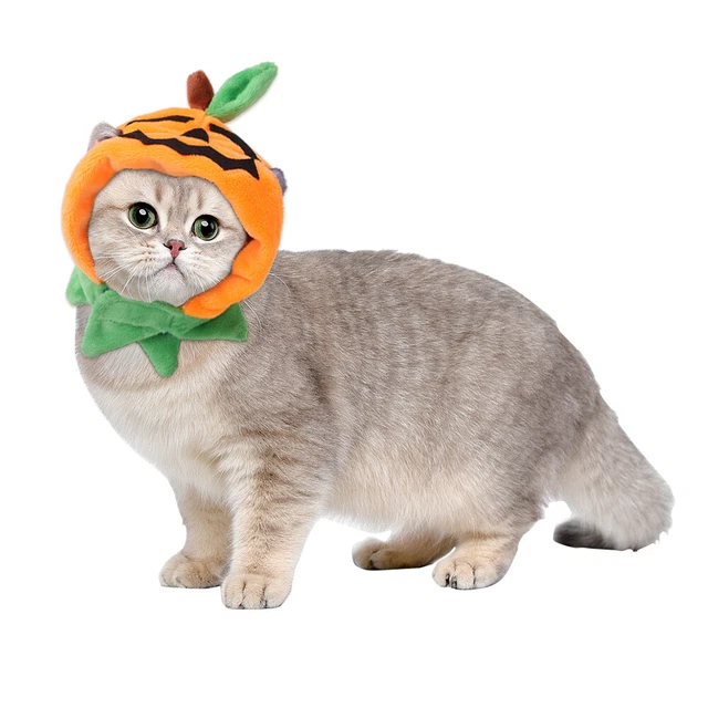 Halloween Kostüm Katze Hund Haustier Requisiten Kleid Kopfbedeckung Kürbis Hut