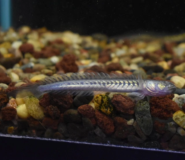 Live Dragon Goby (4" Tropical Freshwater Aquarium Fish) *PLS READ DESCR* 4