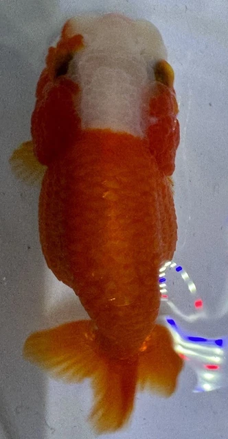 LIVE pond goldfish  Fish~ Goldfish Ranchu goldfish koi pond 3.75 Inch