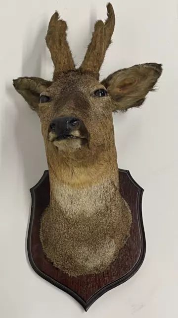 Taxidermy Head European Roe Deer Adult Buck neck mount Oak Shield Antlers