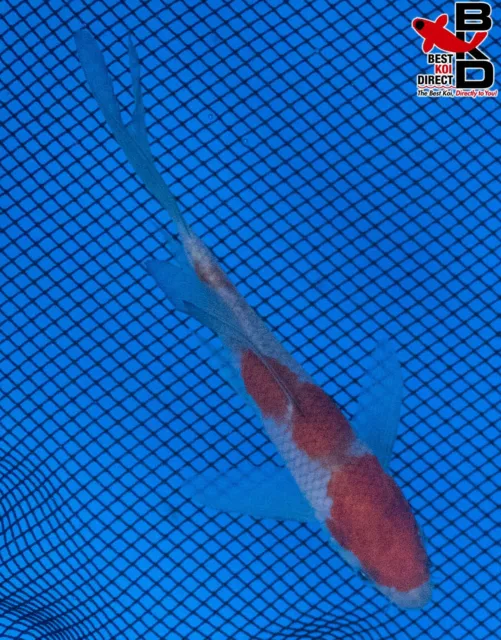 5" BUTTERFLY OCHIBA Live Koi Fish Garden Pond Fin BKD T8