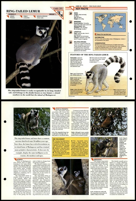 RING-TAILED LEMUR #181 Mammals Wildlife Fact File Fold-Out Card $2.53
